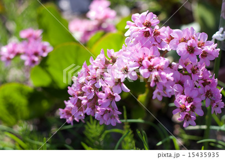 ユキノシタ 15435935