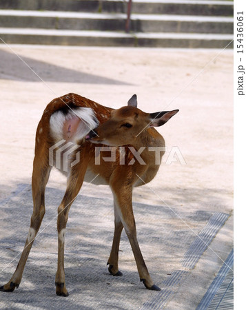 公園の鹿 公園の鹿 15436061