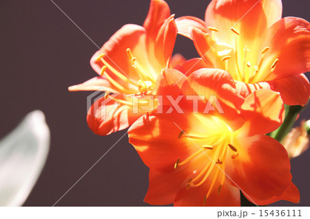 クンシラン クンシラン 15436111