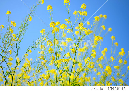 空に向かって伸びるアブラナ 空に向かって伸びるアブラナ 15436115