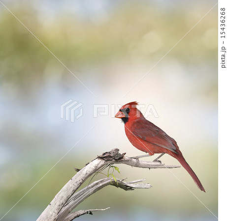 Male Northern Cardinal 15436268