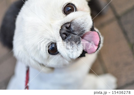犬 ペキニーズ 笑顔 犬 ペキニーズ 笑顔 15436278