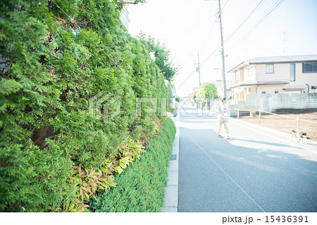 生垣と住宅街 15436391