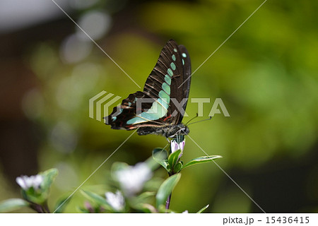 アオスジアゲハ 15436415