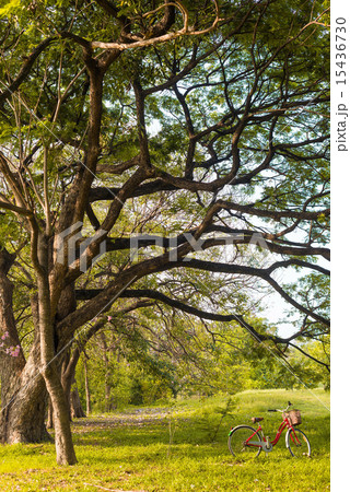 Red bicycle on green grass under big tree 15436730