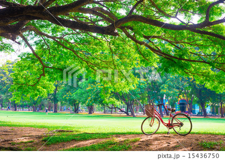 Red bicycle on park Red bicycle on park 15436750