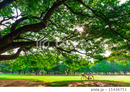 Red bicycle on green grass at park 15436751