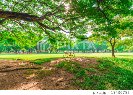 Red bicycle on green grass under tree 15436752