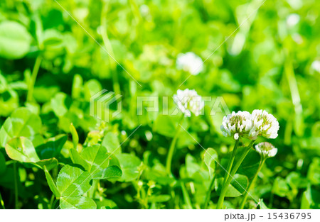 クローバー 15436795