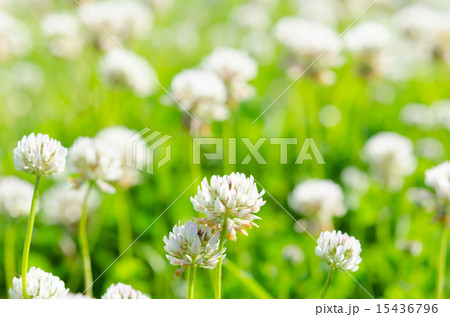 シロツメクサ　 15436796
