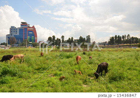 パシュパティナート脇の草むらの動物 15436847