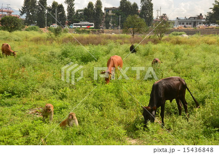 パシュパティナート脇の草むらの動物 15436848