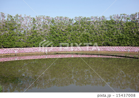 あしかがフラワーパーク（むらさき藤のスクリーン） 15437008