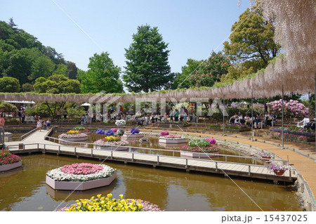 あしかがフラワーパーク（うす紅の棚）（栃木県足利市） 15437025