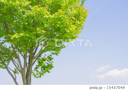 木と空 15437049