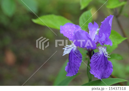 イチハツの花と雨雫 15437318