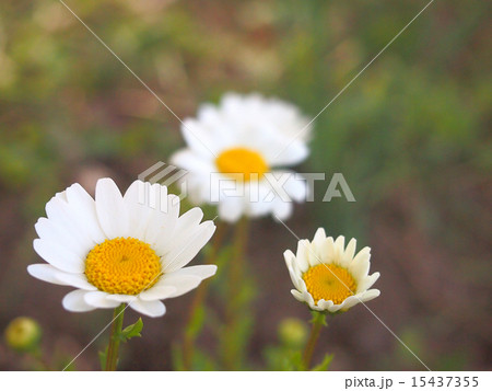 スノーボール 15437355