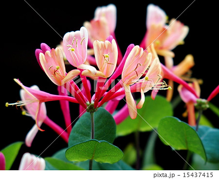 ハニーサックル 15437415