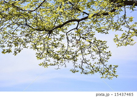 新緑 15437465