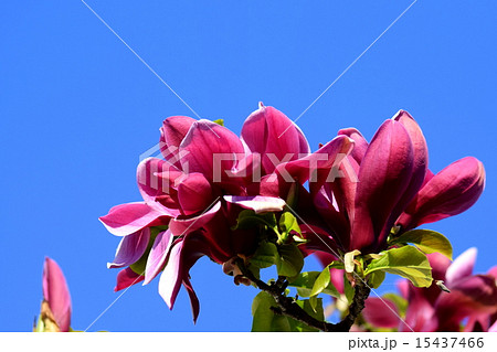 木蓮の花 15437466