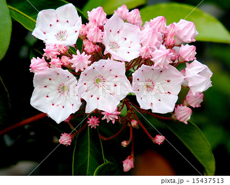 カルミア 15437513