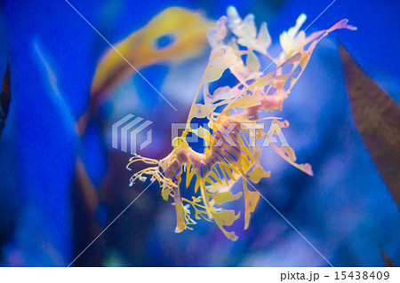 Beautiful seahorse amongst weeds. 15438409