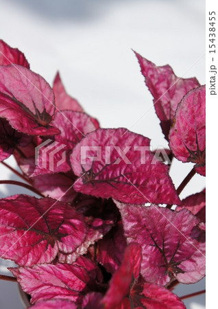 ファイヤーベゴニア ファイヤーベゴニア 15438455