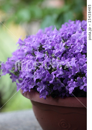 カンパニュラ メリーベル 縦 の写真素材