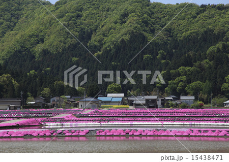 しばざくらの里 15438471