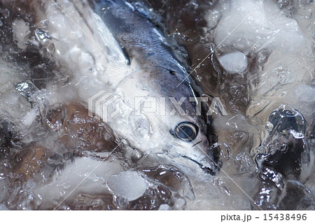 カツオの水揚げ 15438496
