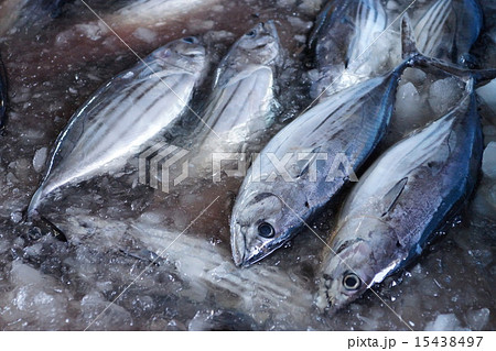 カツオの水揚げ 15438497