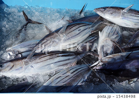 カツオの水揚げ 15438498