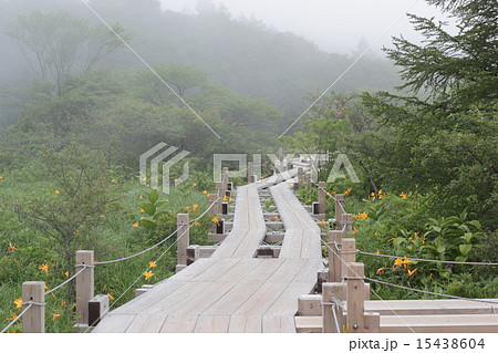 沼ッ原湿原 15438604