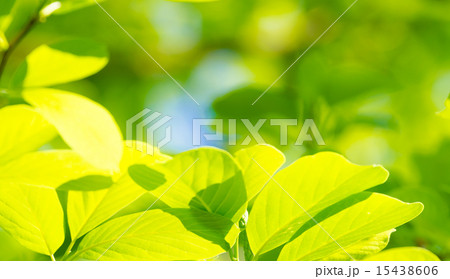 葉っぱ 15438606