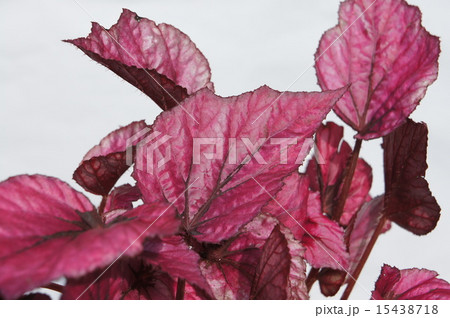 ファイヤーベゴニア ファイヤーベゴニア 15438718