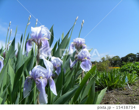 春に花咲くニオイアヤメの青色の花の写真素材