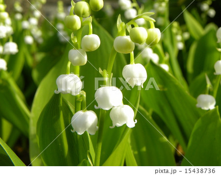 沢山の鈴をつけたようなスズランの白い花の写真素材