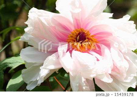 ボタンの花 15439178