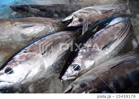カツオの水揚げ 15439179
