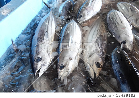 カツオの水揚げ 15439182