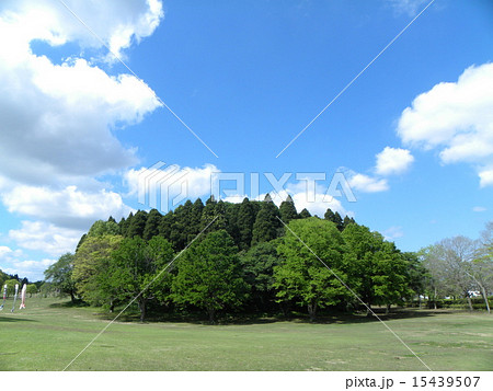 昭和の森の5月の青い空と白い雲 昭和の森の5月の青い空と白い雲 15439507