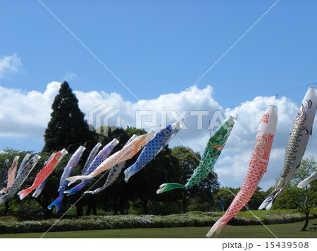 昭和の森の5月の青い空と白い雲にコイノボリ 昭和の森の5月の青い空と白い雲にコイノボリ 15439508