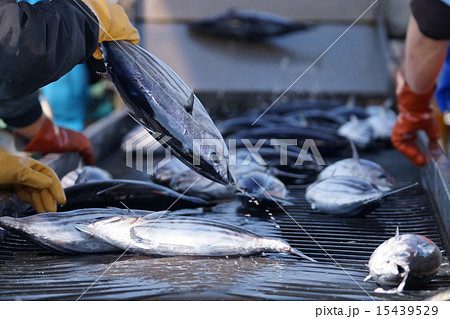 カツオの水揚げ 15439529