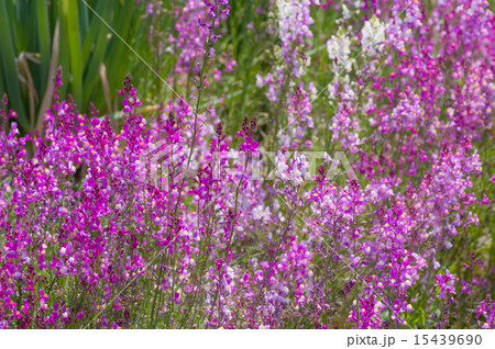 姫金魚草 15439690