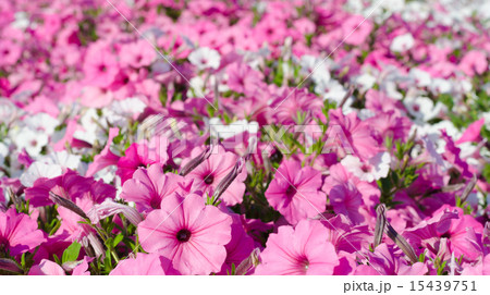 ペチュニア 15439751