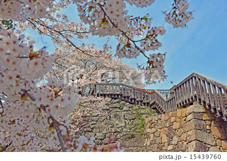 満開の桜と天守跡展望台 15439760