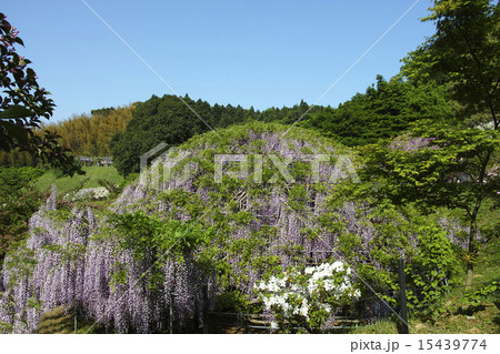 河内藤園 15439774