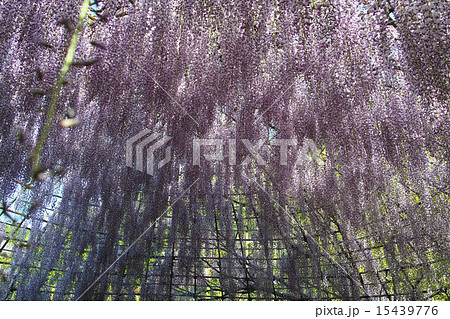 河内藤園 15439776