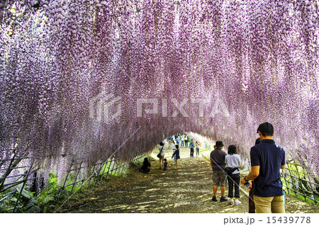 河内藤園 15439778