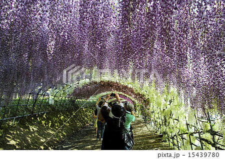 河内藤園 15439780